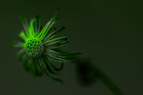 Dried Curling Snowflake Aster Among Darkness (Green Tone Photo)