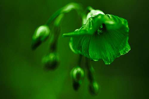 Droopy Flax Flower During Rainstorm (Green Tone Photo)