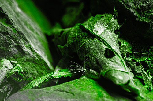 Dry Frowning Leaf Face Resting Between Rocks (Green Tone)