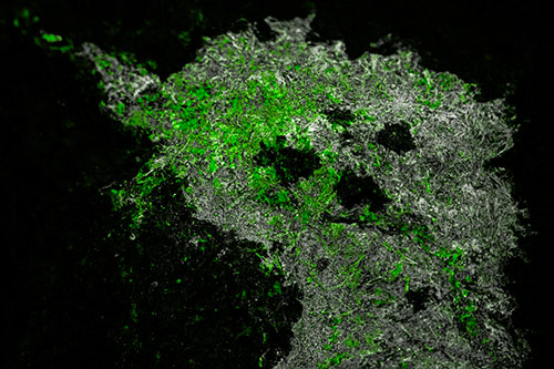Dry Smirking Moss Face Among Damp Rock Surface (Green Tone)