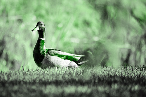 Duck On The Grassy Horizon (Green Tone Photo)