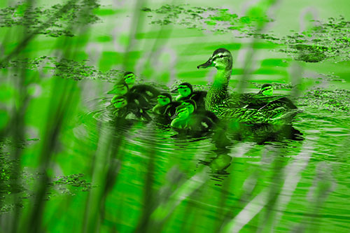 Ducklings Surround Mother Mallard (Green Tone Photo)