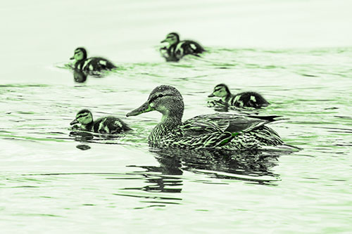 Ducklings Swim Along Mother Mallard Duck (Green Tone Photo)