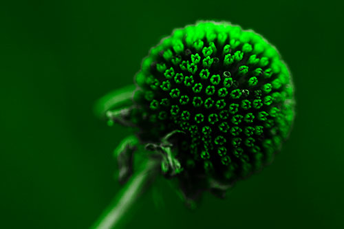 Dying Globosa Billy Button Craspedia Flower (Green Tone Photo)