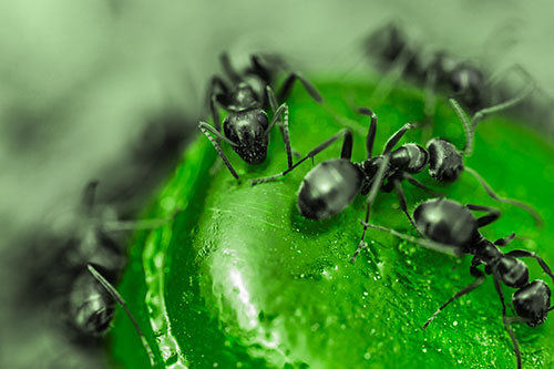 Excited Carpenter Ants Feasting Among Sugary Food Source (Green Tone Photo)