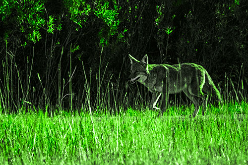 Exhausted Coyote Strolling Along Sidewalk (Green Tone Photo)