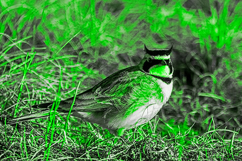 Eye Contact With A Horned Lark (Green Tone Photo)