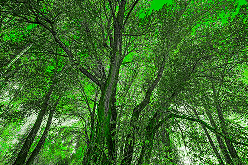 Fall Changing Autumn Tree Canopy Color (Green Tone Photo)