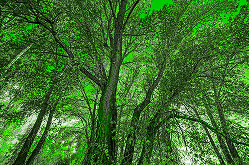 Fall Changing Autumn Tree Canopy Color (Green Tone)
