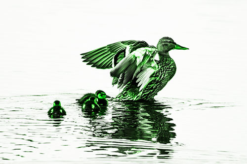 Family Of Ducks Enjoying Lake Swim (Green Tone Photo)
