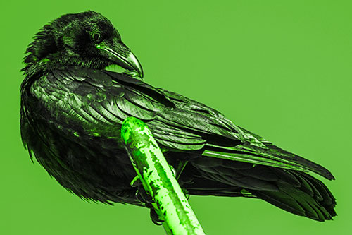 Feather Cleaning Raven Perched Atop Rusted Rail (Green Tone)