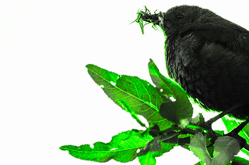 Female Brewers Blackbird Collects Mouthful Of Bugs (Green Tone)