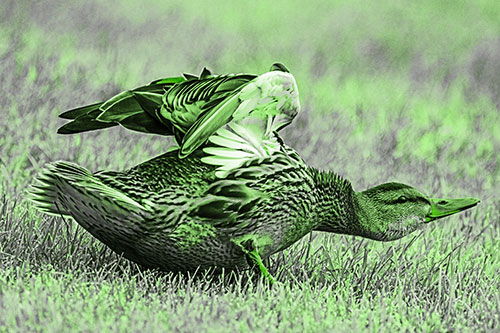 Female Mallard Duck Stretching Among Cut Grass (Green Tone)