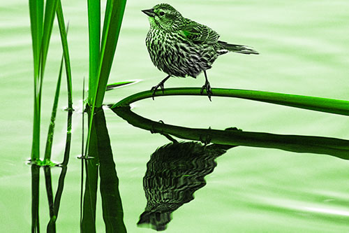 Female Red Winged Blackbird Casts Reflection Atop Bent Water Reed (Green Tone)