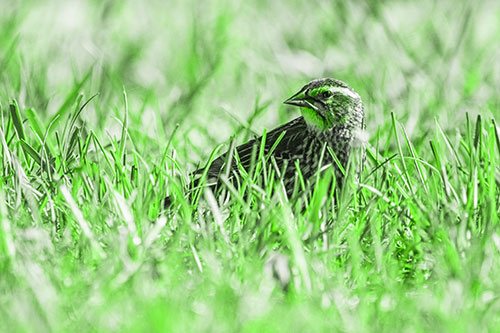 Female Red Winged Blackbird Taking Gander Among Grass (Green Tone)