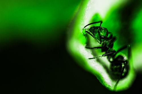 Fire Ant Milking Aphid Among Milkweed Leaf (Green Tone)