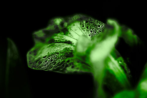 Fish Faced Dew Covered Iris Flower Petal (Green Tone Photo)