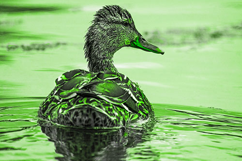Floating Female Mallard Duck Glancing Sideways (Green Tone Photo)