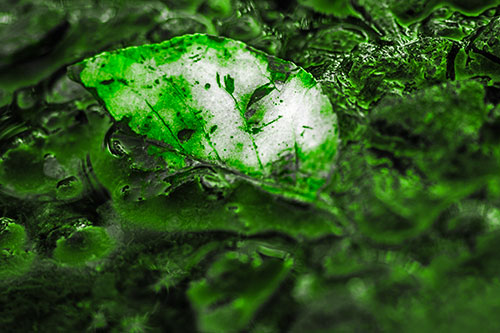 Floating Leaf Face Smirking Among Algae (Green Tone Photo)