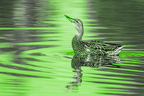 Floating Mallard Duck Watches Dragonfly Buzzing Above (Green Tone)
