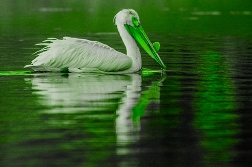 Floating Pelican Reflection Among Lake Water (Green Tone)
