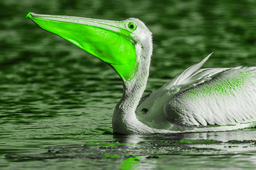 Floating Pelican Swallows Fishy Dinner (Green Tone Photo)