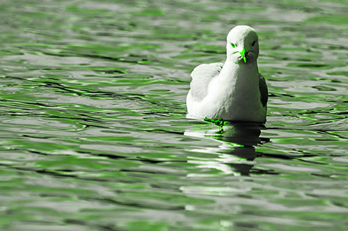 Floating Seagull Making Direct Eye Contact (Green Tone)
