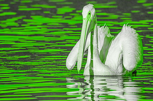 Floating Wing Spread Pelican Hunting For Fishy Breakfast (Green Tone)