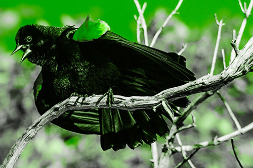 Fluffy Red Winged Blackbird Singing Among Curving Branch (Green Tone)