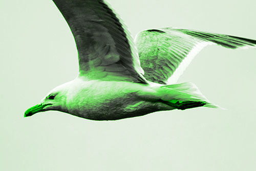 Flying Seagull Close Up During Flight (Green Tone Photo)