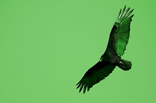 Flying Turkey Vulture Hunts For Food (Green Tone Photo)