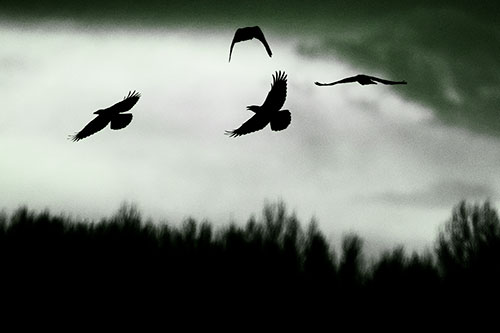 Four Crows Flying Above Trees (Green Tone Photo)