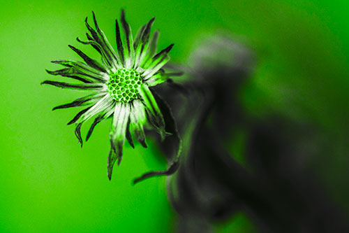 Freezing Aster Flower Shaking Among Wind (Green Tone Photo)