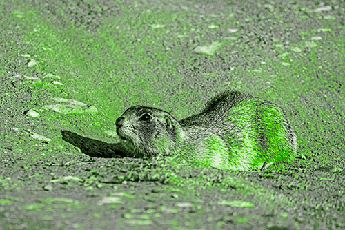 Frightened Russet Ground Squirrel Crouching Atop Dirt Mound (Green Tone)