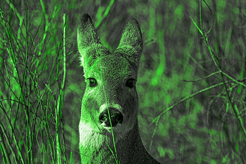 Frightened White Tailed Deer Staring (Green Tone)