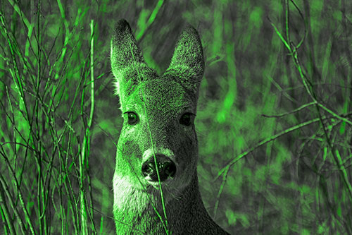 Frightened White Tailed Deer Staring (Green Tone Photo)