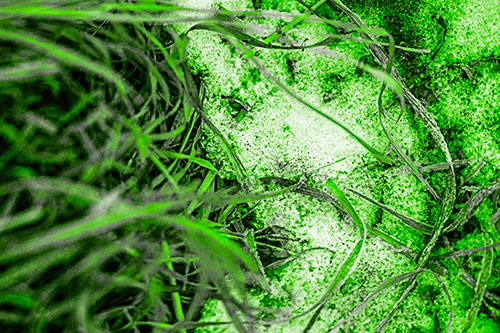 Frowning Grass Face Buried Among Snow (Green Tone)