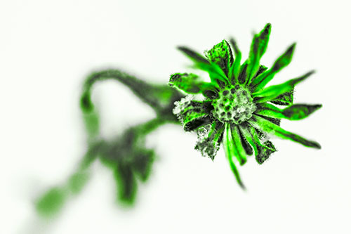 Frozen Ice Clinging Among Bending Aster Flower Petals (Green Tone Photo)