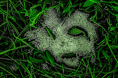 Frozen Leaf Eyed Snow Face Among Frosty Grass (Green Tone)