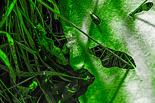 Frozen Protruding Grass Bladed Ice Face (Green Tone)