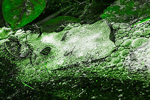 Frozen Rubber Eyed Ice Face Smiling Among Floating Leaves (Green Tone)