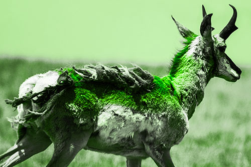 Fur Shedding Pronghorn Walking Along Grass (Green Tone Photo)