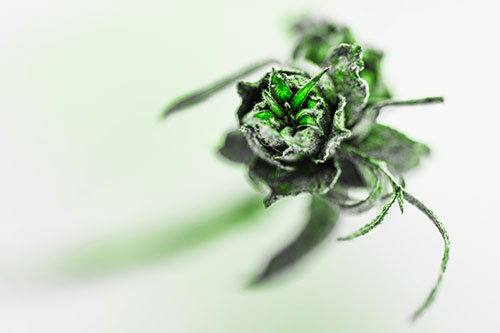 Fuzzy Blossoming Willow Cone Gall Midge (Green Tone Photo)