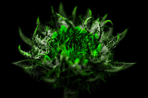 Fuzzy Sunflower Bud Begins Blooming (Green Tone)