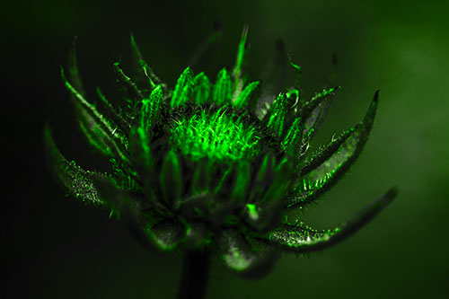 Fuzzy Unfurling Sunflower Bud Blooming (Green Tone Photo)