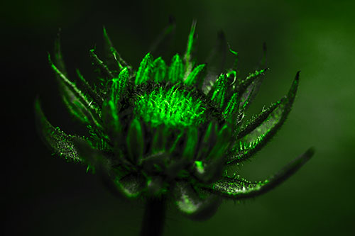 Fuzzy Unfurling Sunflower Bud Blooming (Green Tone)