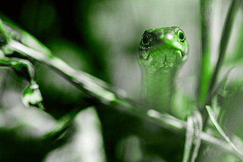 Garter Snake Peeking Head Above Sticks (Green Tone)