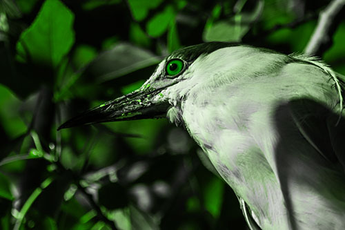 Gazing Black Crowned Night Heron Among Tree Branches (Green Tone Photo)