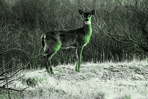 Gazing White Tailed Deer Standing Atop High Ground (Green Tone Photo)