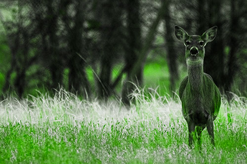 Gazing White Tailed Deer Watching Among Feather Reed Grass (Green Tone Photo)